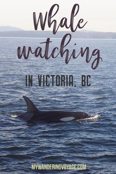 an orca swimming in the ocean with text overlay that reads whale watching in victoria, bc