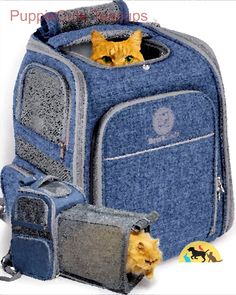 an orange cat peeking out from inside a blue backpack