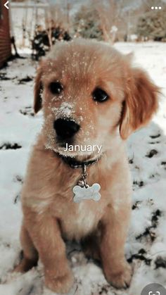 a small brown dog sitting in the snow