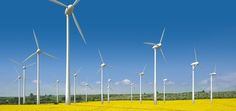 a field full of yellow flowers and windmills