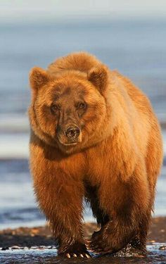 a large brown bear standing on top of a beach next to the ocean and looking at the camera