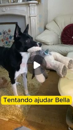 a black and white dog playing with a stuffed animal