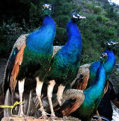 four peacocks are standing on top of a rock