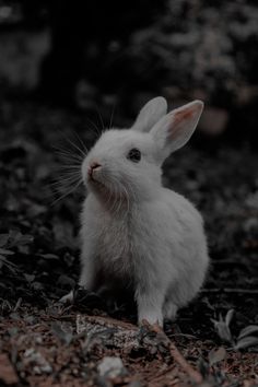 a small white rabbit sitting in the grass