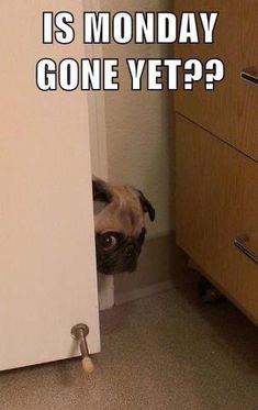 a pug peeks out from behind a door with the caption, when your parents call you by your full name