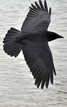 a black bird flying over the water with it's wings spread out and outstretched