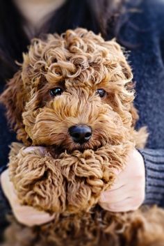 a person holding a brown dog in their hands