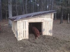 a brown cow standing inside of a small wooden shed in the woods with a tarp over it's roof