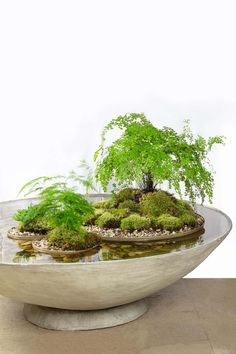 a bowl with plants in it sitting on a table