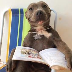 a dog is sitting in a chair and reading a book with his paw on an open book