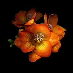 an orange flower on a black background