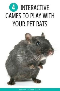 a gray rat with the words interactive games to play with your pet rats