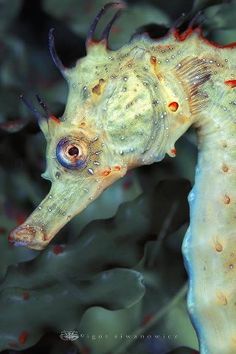 a yellow sea horse with drops of water on it's face