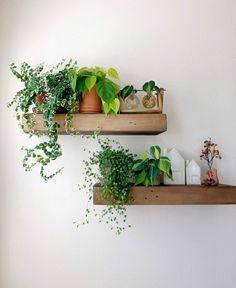 two wooden shelves with plants on them