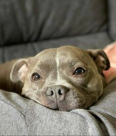 a close up of a dog laying on a person's lap with his head resting on the couch