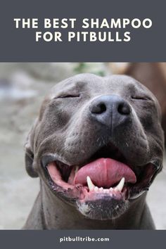 the best shampoo for pitbulls is shown in front of a dog's mouth