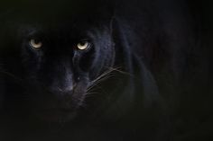 a close up of a black cat with yellow eyes looking at the camera while standing in the dark