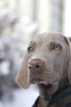 a close up of a dog with snow on its face and nose, looking at the camera