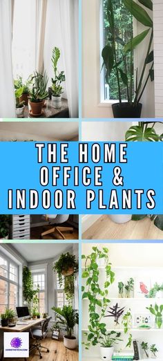 Discover the untold benefits of incorporating houseplants in your home office setup. Learn how these beautiful green friends can improve your concentration, productivity, and general well-being in our latest post!