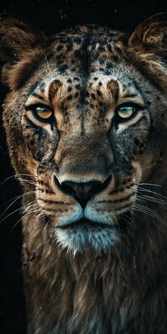 a close up of a snow leopard's face with blue eyes and black background