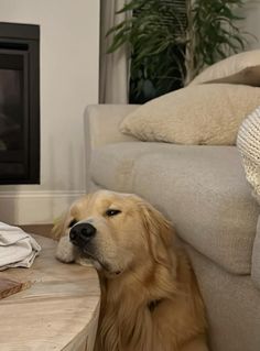 a dog sitting on the floor next to a couch and table with a blanket over it