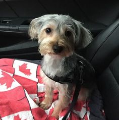 a small dog sitting in the back seat of a car on a red and white blanket