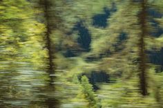 blurry photograph of trees in the woods