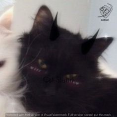 two black and white cats with horns on their ears