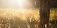 the sun shines brightly through tall grass