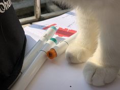 a close up of a cat with two pens in it's paws on a table