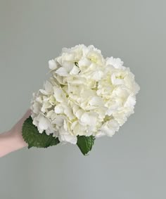 a person's hand holding a bouquet of white hydrangeas against a gray background