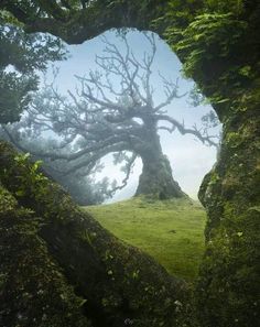 a heart - shaped tree in the middle of a field with moss growing on it