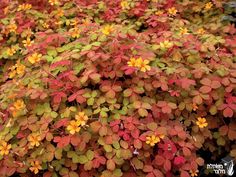 colorful plants with yellow and red leaves on them