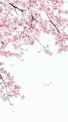 pink flowers are blooming on the branches of a tree in front of a white background