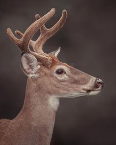 a close up of a deer with antlers on it's head