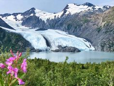 the mountains are covered in snow and have purple flowers growing on them, near a body of water