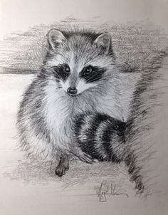 a pencil drawing of a raccoon sitting on the ground