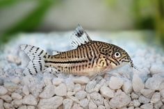 a fish that is sitting on some rocks