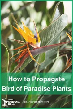 Explore the beauty of Bird of Paradise propagation with our easy-to-follow guide! Grow your garden effortlessly and enjoy the rewards of nurturing these exotic plants. Learn more at Smart Garden and Home.