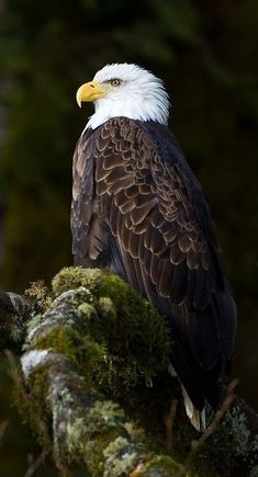 an eagle sitting on top of a moss covered tree branch