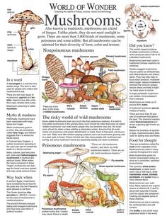 the world of wonder mushrooms poster is shown in this image, it shows different types of mushrooms