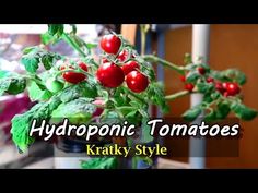 hydroponic tomatoes in a pot with text overlay that reads, hydroponic tomatoes kratty style