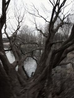 an old tree with no leaves next to a body of water