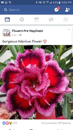 a red and purple flower with green leaves