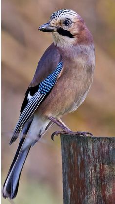 a blue and brown bird sitting on top of a wooden post next to a tree