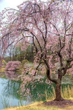 a tree that is in the grass by some water and trees with pink flowers on it