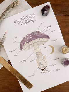 A watercolour illustration of a purple cap long stalked mushroom highlighting the distinguishing identification features a mushroom can have as well as the basic anatomy. Mushroom Anatomy, Watercolour Illustration, Anatomy