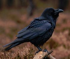 a black bird sitting on top of a tree branch in a field with brown grass