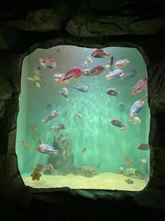 an aquarium filled with lots of different types of fish swimming in it's water