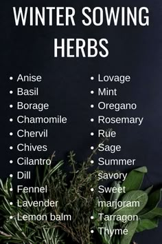 a bunch of herbs that are on top of a black surface with the words winter sowing herbs